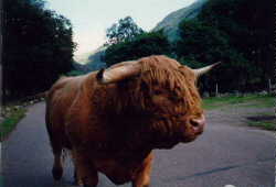 Highland Cattle - Ein zotteliges Urvieh mit geschwungenen Hörnern - wird leider nur noch aus traditionellen Gründen gehalten und ist weitgehend von den Aberdeen Angus Rindern ersetzt worden