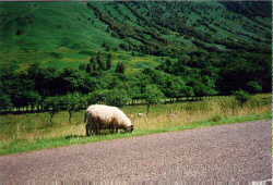 Eines von vielen. In Schottland gibt es weitaus mehr Schafe als Menschen